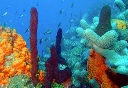 Plongée à la Dominique