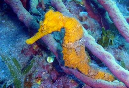 Plongée à Portsmouth