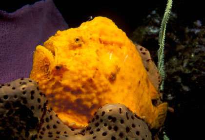 Plongée à la Dominique