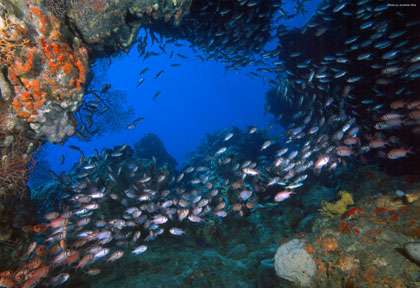 Plongée à la Dominique