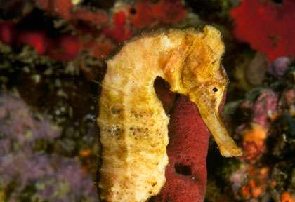 Hyppocampe à la Dominique