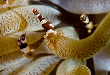 Plongée à la Dominique