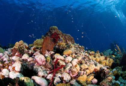 Plongée à la Dominique