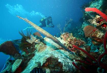 Plongée à Marie-Galante