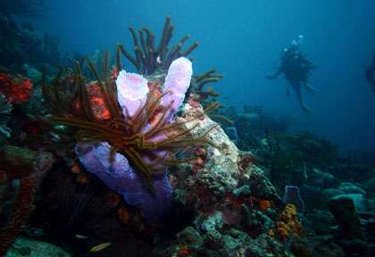 Plongée à Marie-Galante