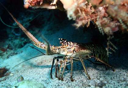 Langouste à Marie-Galante