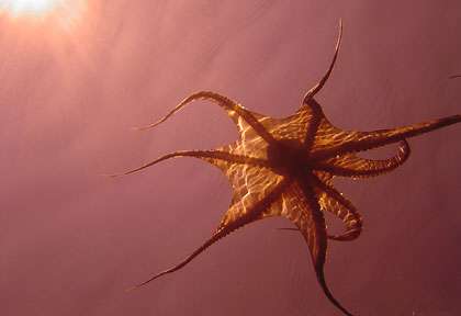 Plongée à Marie-Galante