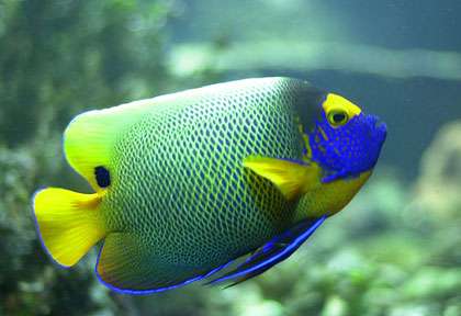 Plongée à Marie-Galante