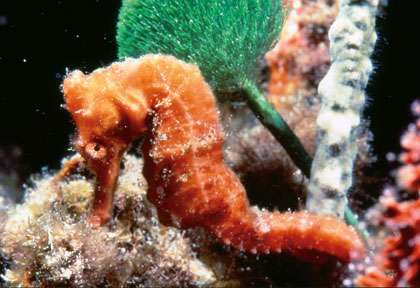 Hyppocame à Sainte Lucie