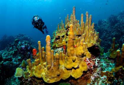Plongeur et éponge à Sainte Lucie