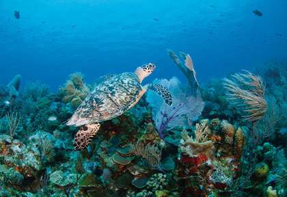 tortue en plongée à Grand Turk