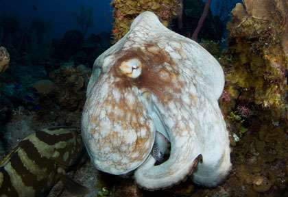 poulple en plongée à Grand Turk