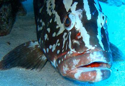 Mérou en Plongée à Maria la Gorda