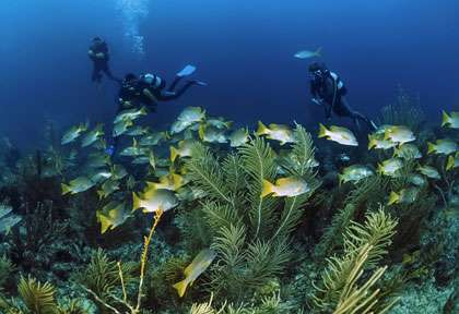 Plongée dans les Caraibes