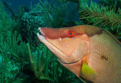poisson capitaine en plongée