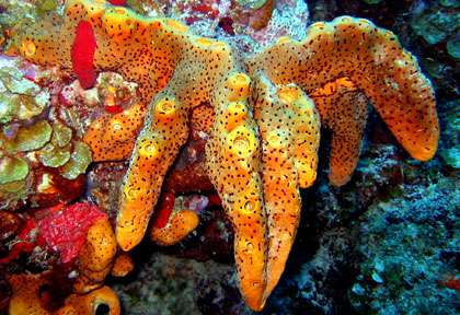 éponge en plongée aux Sainte