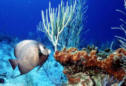 Poisson-ange gris en plongée aux Saintes