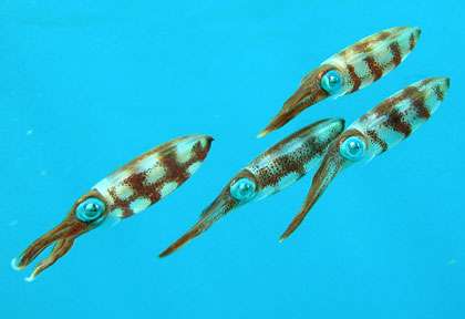 Plongée aux Saintes