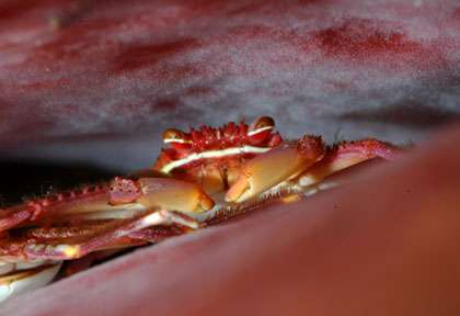 Crabe en plongée aux Saintes