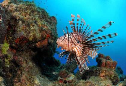 Plongée aux Heures Saines