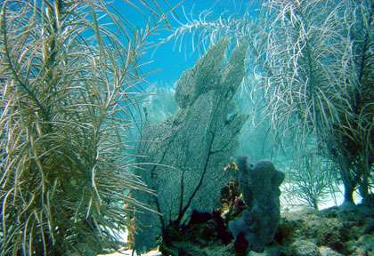 Plongée sous-marine en Guadeloupe