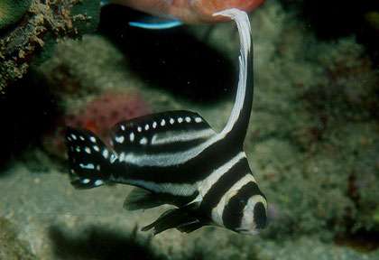 Juvenile en Guadeloupe