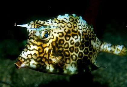 Plongée en guadeloupe