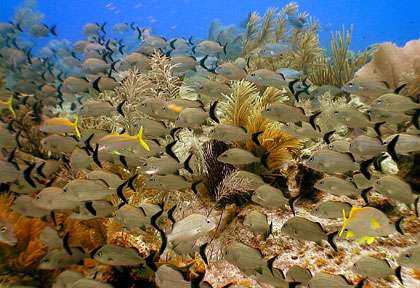 Plongée à Grand Cayman