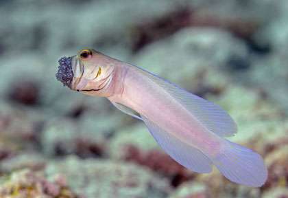 Gobbie Plongée Cayman Brac