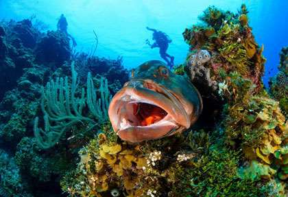 Mérou à Little Cayman