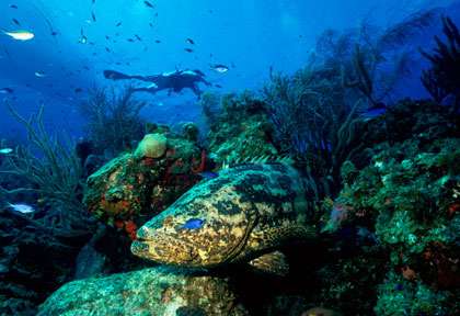Plongée Little Cayman