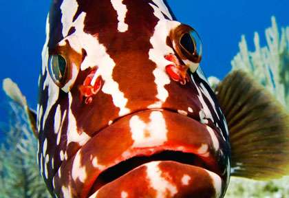 Mérou à Little Cayman