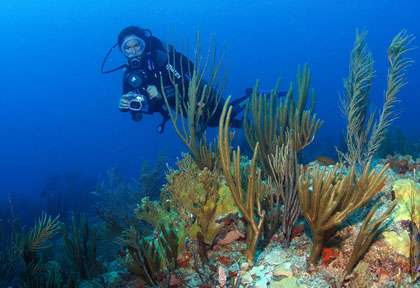 Plongée iles vierges britanniques