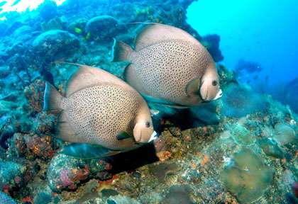 Plongée Iles vierges britanniques