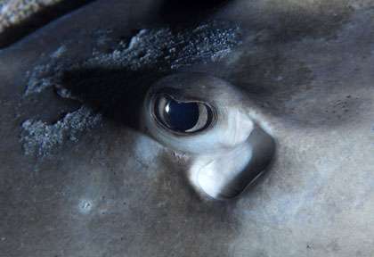 Plongée Iles vierges britanniques