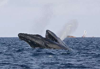 Les baleines du Banc d'Argent