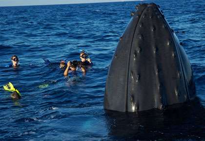 Les baleines de Silver Bank