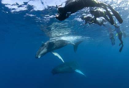 Les baleines du Banc d'Argent