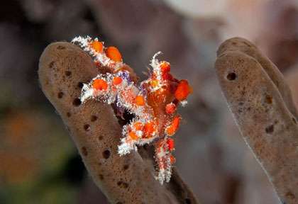 Crabe en Plongée à Saba