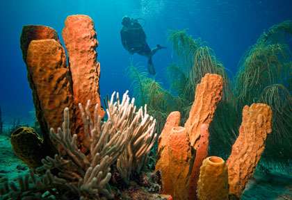 Voyage plongée en Guadeloupe