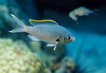 Espèces sous-marines de Martinique