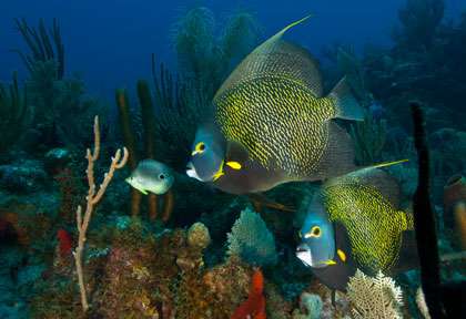 Poisson-ange en plongée à St Eustache