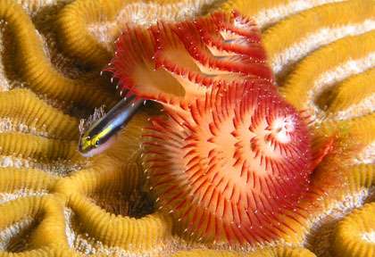 La meilleure saison pour plonger à St Eustache