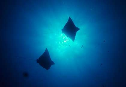 Raie aigle aux Turks Caicos