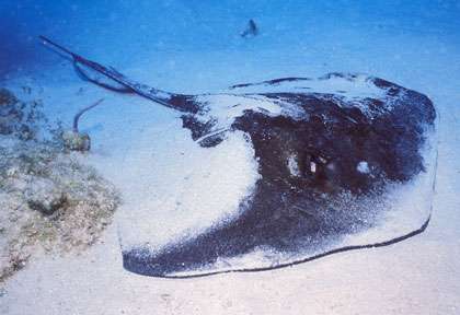 Plongée à Providenciales