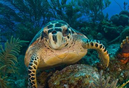 Tortue en plongée à Providenciales