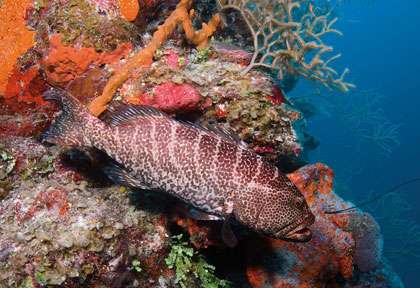 Voyage plongée à Providenciales