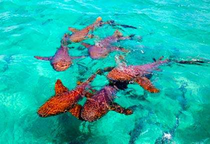 Les requins de Shark Ray Alley
