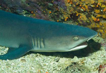 White tip à Cano Island