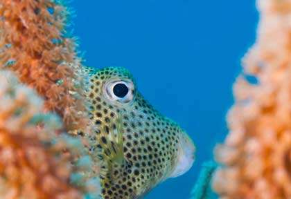 Plongée à Placencia au Belize